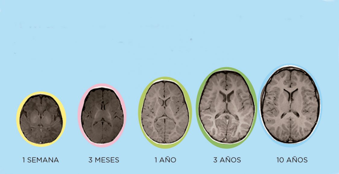 neurociencia en educación infantil